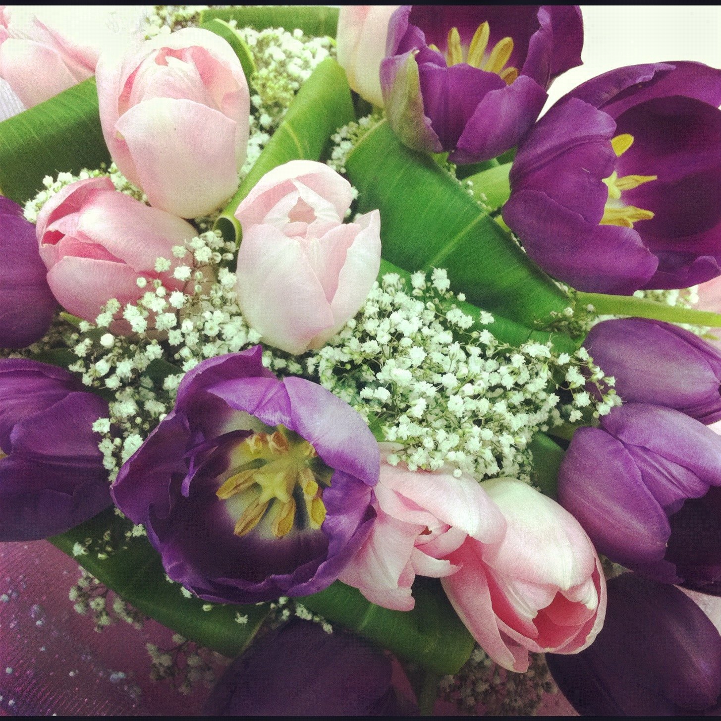 Blooming Tulips!!