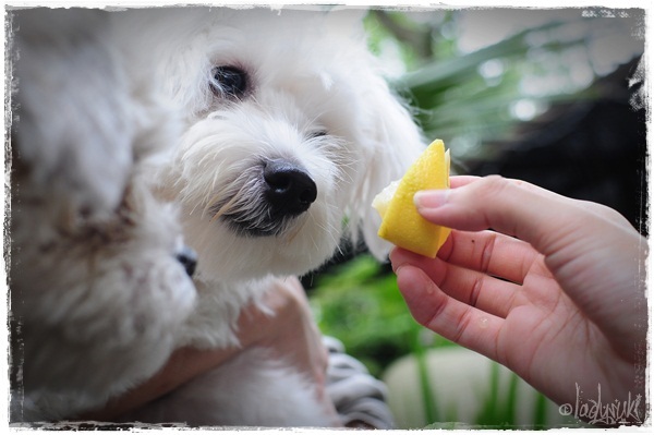 20101128-Chloe-Lemon