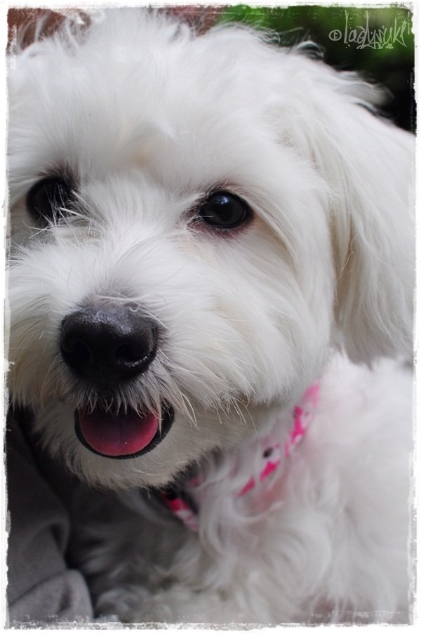 20101128-Chloe