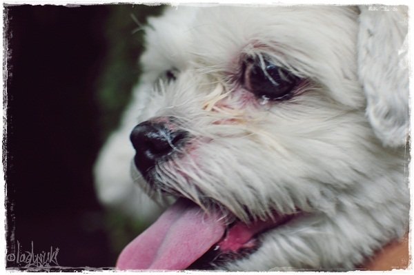 20101128-Xena