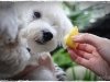 thumbs_20101128-Chloe-Lemon