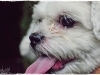 thumbs_20101128-Xena