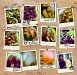 thumbs_icekachangpuppylove-noticeboard